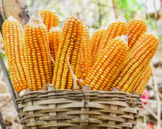 5月2日全国玉米价格行情表，玉米现货市场运行良好，价格保持上涨！