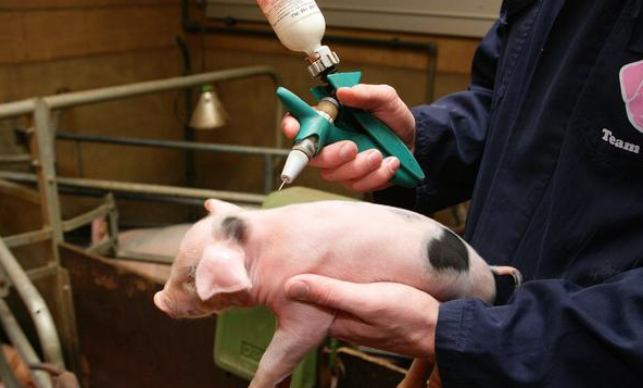 养猪丨疫苗免疫不止打一针那么简单，这3项工作同样重要！