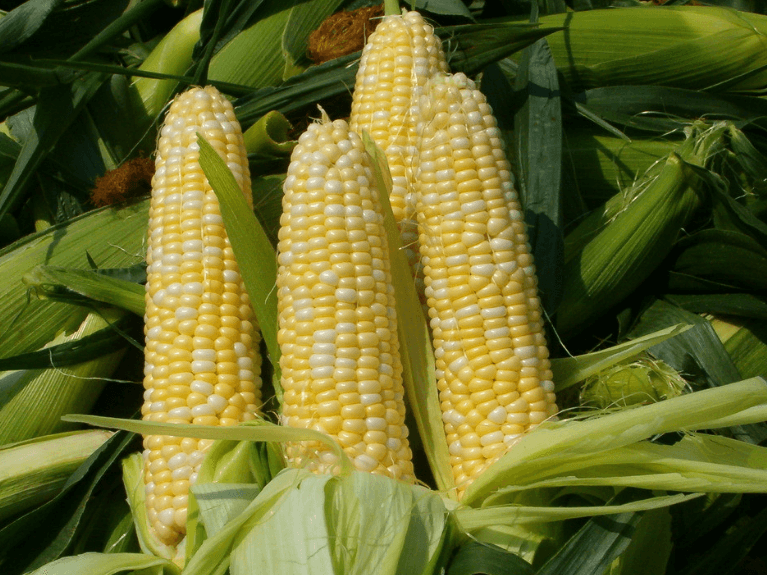 5月4日全国玉米价格行情表，玉米加工成本高，价格持续上涨！