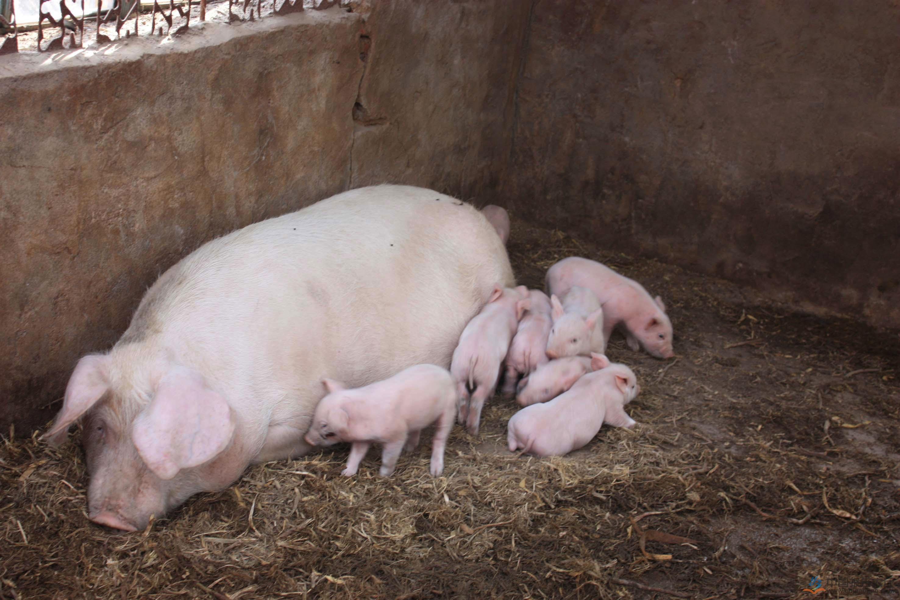 母猪空怀期养殖技术，控制膘情是提高母猪产能的关键！