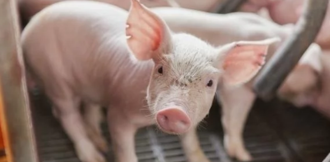 5月5日全国各省市20公斤仔猪价格报价表，湖北宜城仔猪价格普遍高于其他地区！