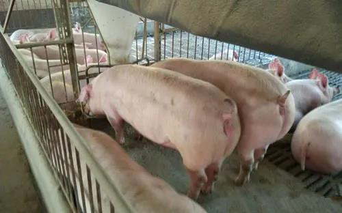 　猪场里的二元母猪