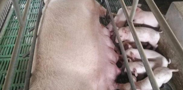 高温季节应根据猪的不同类别给予不同的饲养管理