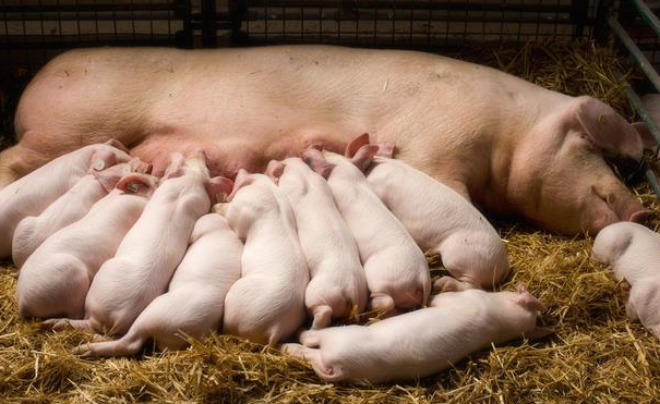 氯前列烯醇在母猪生产中的应用：降低管理难度，提高仔猪成活率