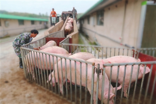 养猪企业恢复生猪生产信心 加快复工复产步伐