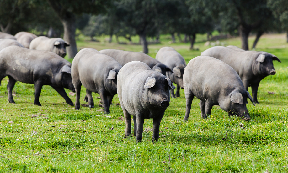 国内实施无抗养殖有哪些难点？如何摆脱生猪饲养对抗生素的依赖？