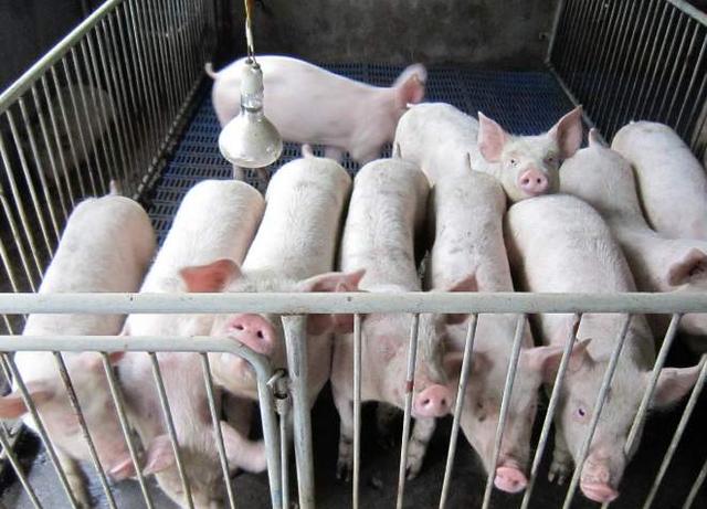 大栏养猪：一般常见的疾病有哪些？可采取以下这些防治措施？