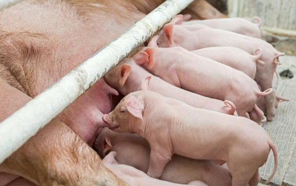 母猪泌乳力差的六大原因，养殖户可以从这几种管理措施入手！