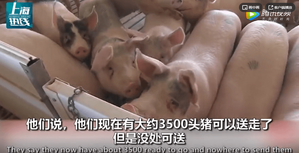 美国的猪没地方呆了！3000头猪挤在一起，猪圈门都快关不上