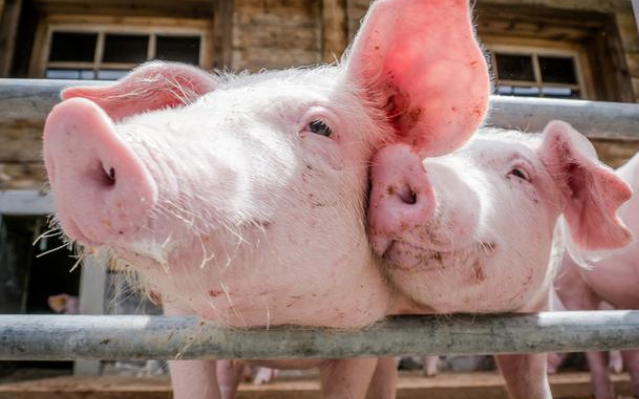 大猪市场供应泛滥，未来市场出大留小是否可行？