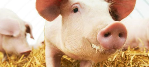 安徽加大生猪养殖支持力度，力争今年生猪出栏超过2600万头