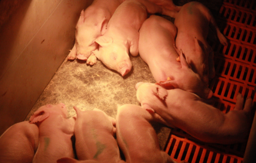 5月10日全国各省市10公斤仔猪价格报价表，仅7个地区仔猪报价低于千元