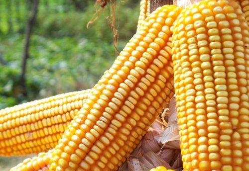 国家临储玉米拍卖时间或推迟至月底前后