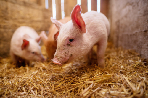 转型科学养殖！广东龙川县今年预计规划养殖生猪35万头