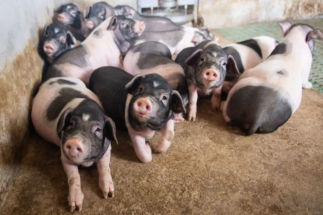 提产能稳市场！浙江农业农村部门为生猪增产保供再加力