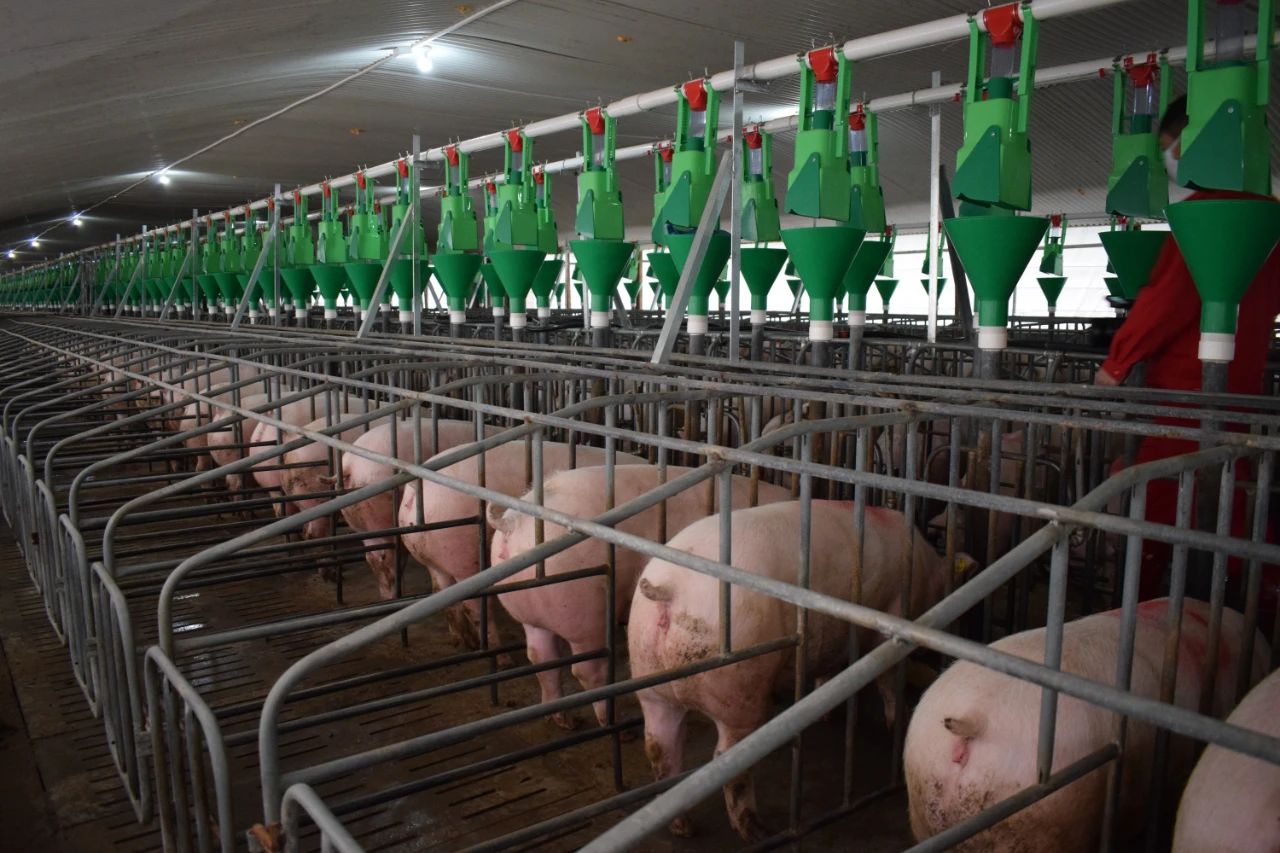 正大康地：生物安全+营养免疫，这个猪场没有一头猪感染非瘟