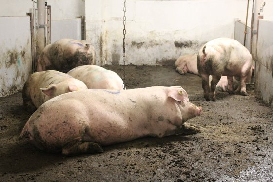 看国外：俄罗斯一大型养猪场复养并重回正轨