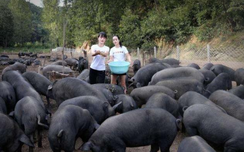 2020年农村养猪怎样才赚钱？8招可降低养猪成本