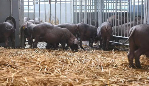 新希望与潮州政府签订合作协议，共建规模化现代化生猪养殖基地