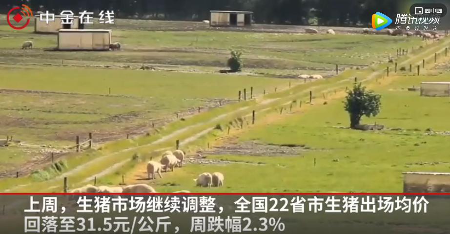 养猪致富不行了？猪价连跌11周