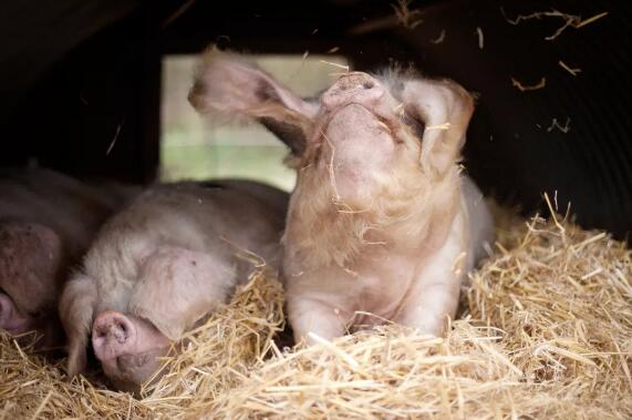 全球生猪、猪肉供需概况：中国猪肉消费量降幅较为明显