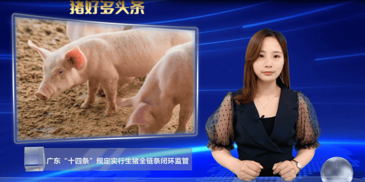  重磅！广东发布十四条措施，加强生猪质量安全监管！