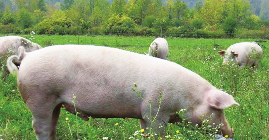 三元母猪种用的营养策略及饲养管理方案