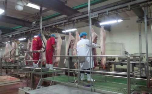 农发行青海分行支持生猪产业发展，累计投放生猪全产业链贷款5500万元