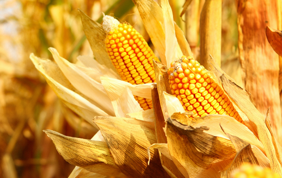5月13日全国玉米价格行情表，持续上涨，上涨幅度较昨日明显增长！