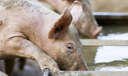 5月13日全国各省市20公斤仔猪价格报价表，多地仔猪价格持续高位！