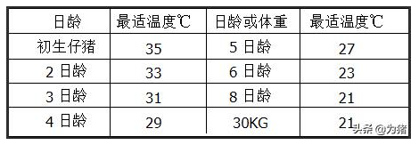 寒冷对仔猪的影响