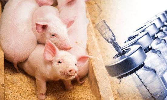 中国研制防控非洲猪瘟药物最新进展