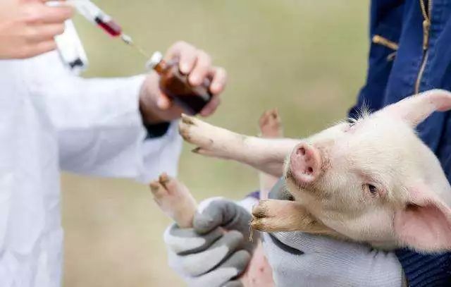 非洲猪瘟疫苗