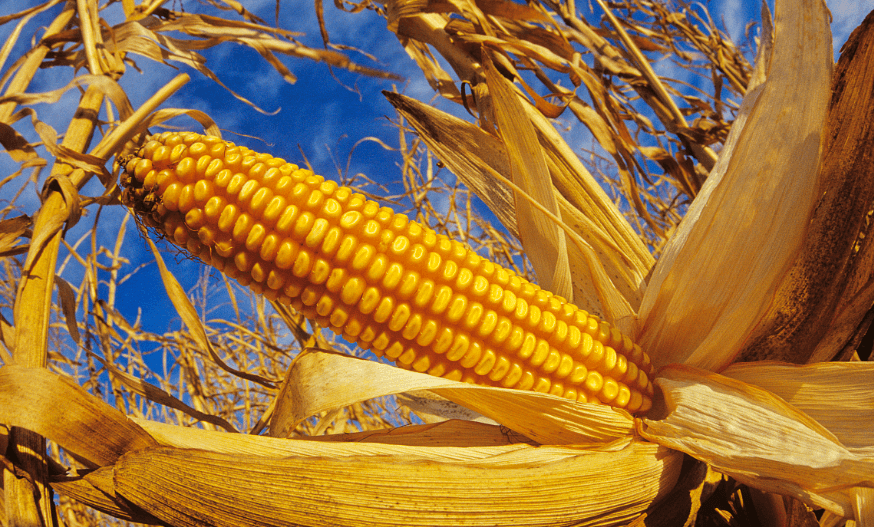 5月14日全国玉米价格行情表，多地持稳，玉米价格或将趋稳！