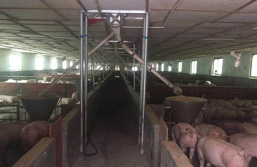 　　温氏集团牲猪代养场。 　　