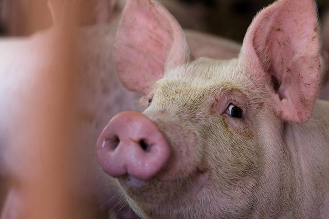 四川南充：改扩建362个生猪规模养殖场