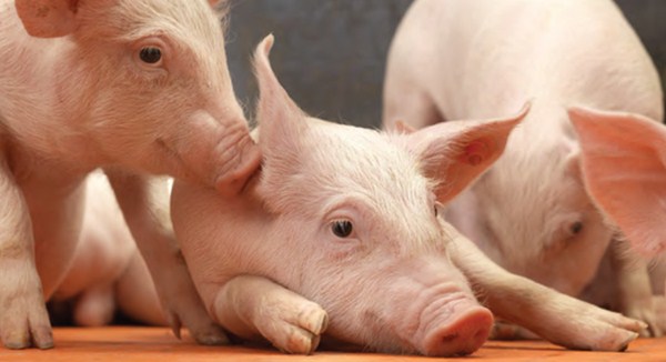 预防非洲猪瘟的生物安全解决方案：对猪舍进行清洁和消毒