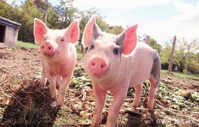 5月15日全国各省市20公斤仔猪价格报价表，局部地区仔猪价格下跌明显！