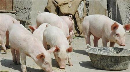 5月15日全国各省市10公斤仔猪价格报价表，整体以下行为主，下跌幅度超20元/公斤！