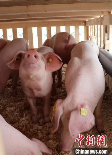 14日，来自法国的759头种猪运抵长春龙嘉国际机场