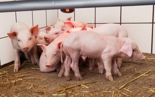 生态猪养殖技术分析及未来发展趋势，科学养猪的养殖户看了就懂
