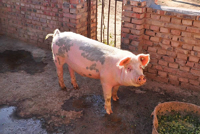 生猪养殖户小心了：猪价跌的背后，或许和这个“团伙”有关