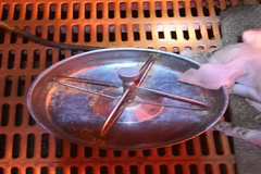 料槽卫生搞不好，乳猪腹泻少不了！