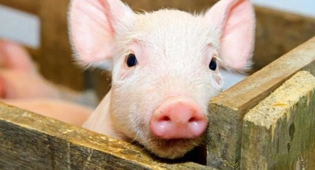 非洲猪瘟仍是推动中国猪肉进口激增的主要因素