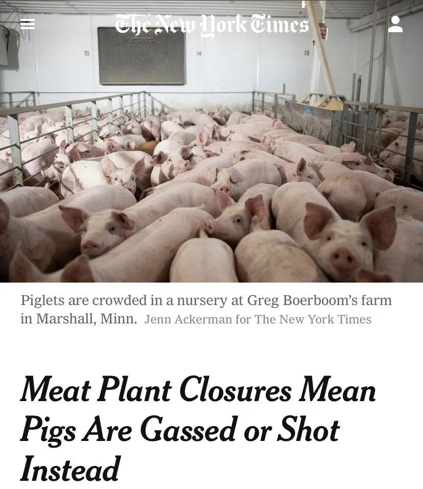 肉类加工厂停产导致大量生猪被私自宰杀。
