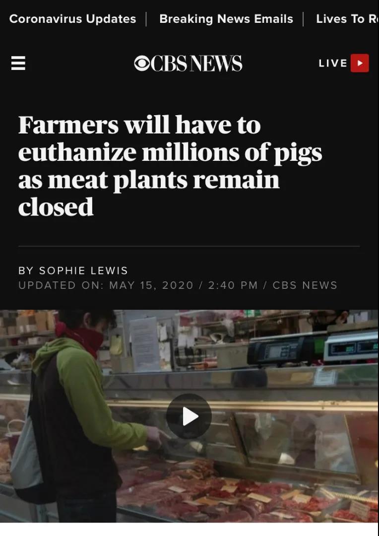 百万头生猪实施安乐死。
