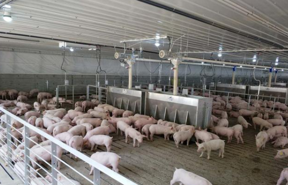 　遵义生猪生产能力正持续稳定提升