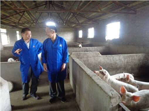 猪价深跌背后猪企拼钱小户拼命