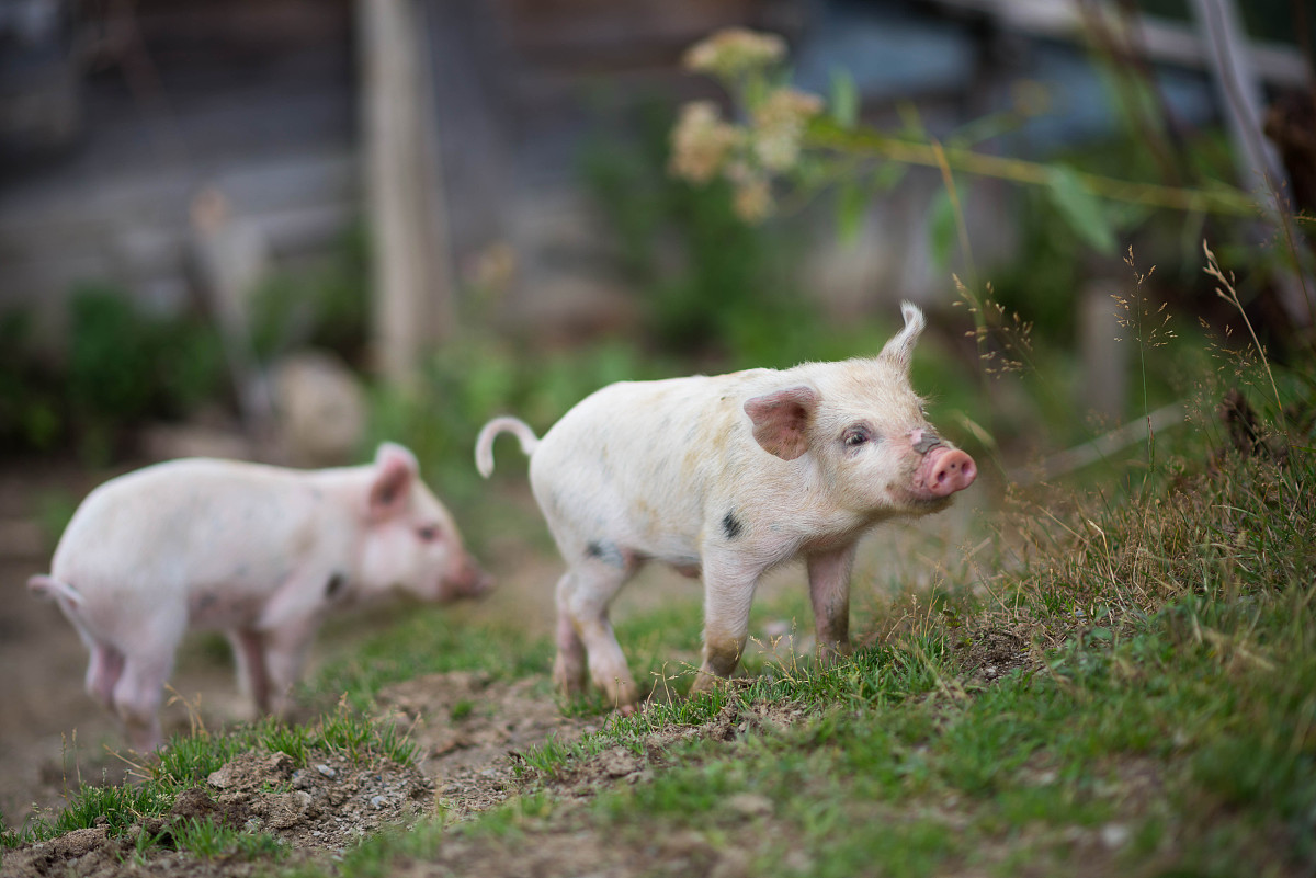5月19日全国各省市15公斤仔猪价格报价表，上海静安仔猪价格有明显上涨，每头价格达3000元！