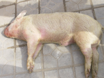 猪败血性链球菌病图片图片